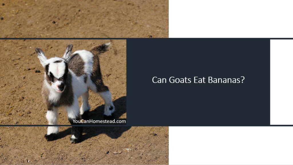 Can Goats Eat Bananas