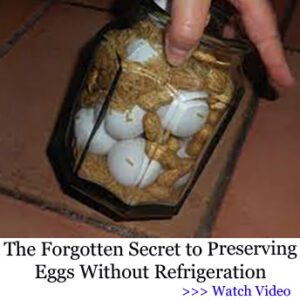 Preserving Eggs Without Refrigeration