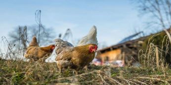chickens animals homesteading